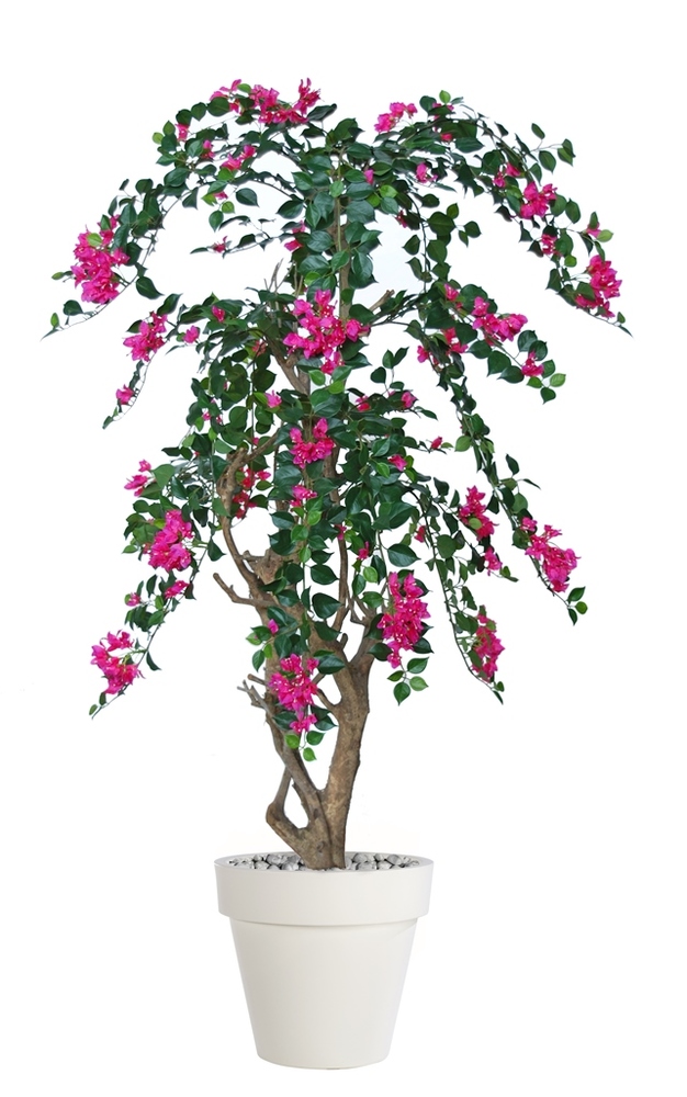 Bouganvillea Stylish 160 cm Fuchsia 